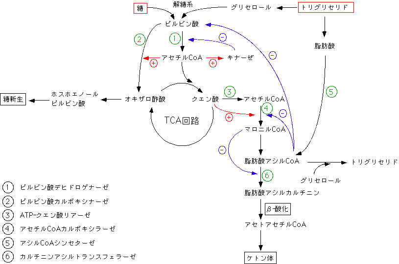 藤田医科大学 医学部 生化学講座