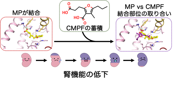 ミコフェノール酸の結合と尿毒症物質CMPFの競合