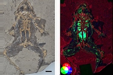 化石メラノソームの元素組成から絶滅した脊椎動物の内部構造を解明