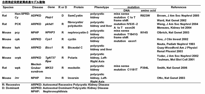 PKD animal model@