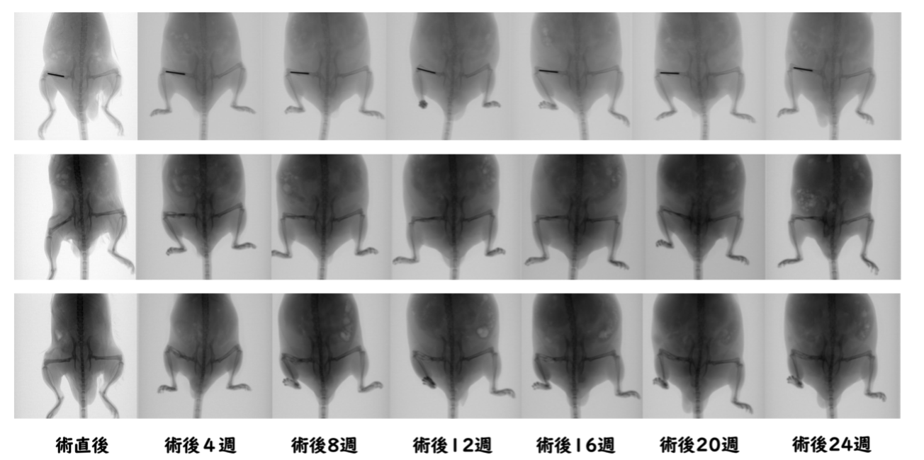 髄腔におけるMg合金製骨固定インプラントの分解機序の解明